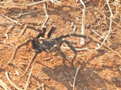 Pterinochilus chordatus