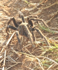 Pterinochilus chordatus