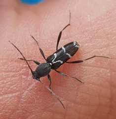 Chlorophorus sartor