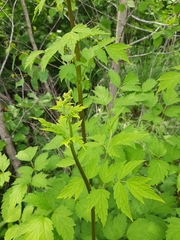 Actaea dahurica
