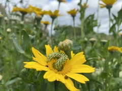 Cucullia chamomillae