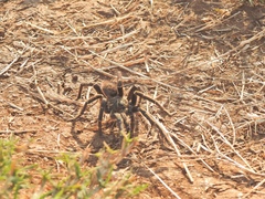 Pterinochilus chordatus