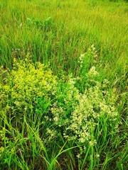 Galium × pomeranicum