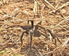 Pterinochilus chordatus