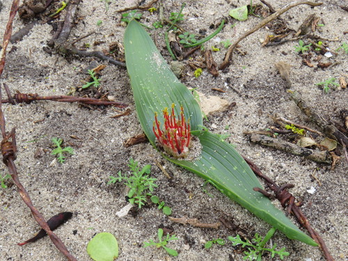 Image of Daubenya zeyheri by (c) Jeremy Gilmore, some rights reserved (CC BY)