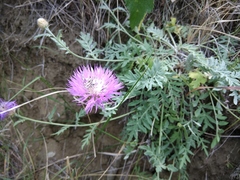 Psephellus daghestanicus