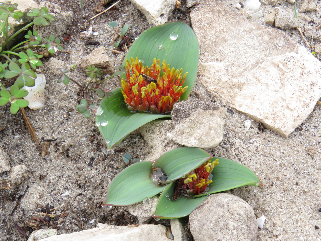 Daubenya zeyheri, Kraalbaai, West Coast National Park, Langebaan, Western Cape, South Africa