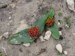 Daubenya zeyheri