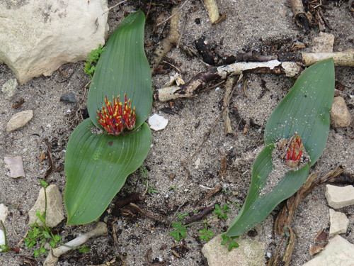Image of Daubenya zeyheri by (c) Jeremy Gilmore, some rights reserved (CC BY)