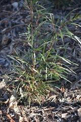 Acacia maidenii