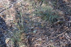 Acacia maidenii