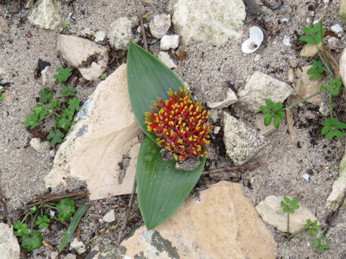Image of Daubenya zeyheri by (c) Jeremy Gilmore, some rights reserved (CC BY)