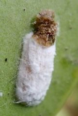 Pulvinaria floccifera