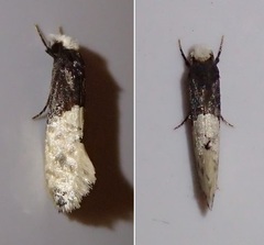 Trichophaga tapetzella