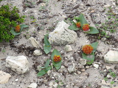 Daubenya zeyheri