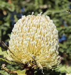 Banksia speciosa