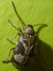 Ptinomorphus imperialis