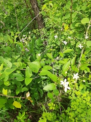 Clematis terniflora mandshurica