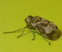 Ptinomorphus imperialis