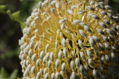 Banksia speciosa