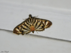 Spilomela discordens
