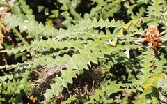 Banksia speciosa