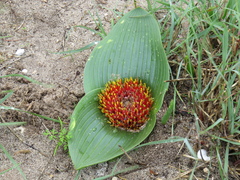 Daubenya zeyheri