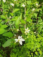 Clematis terniflora mandshurica