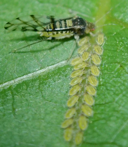 Walnut Aphid