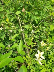 Clematis terniflora mandshurica
