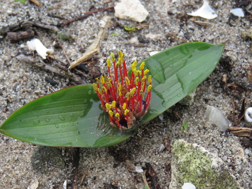 Image of Daubenya zeyheri by (c) Jeremy Gilmore, some rights reserved (CC BY)