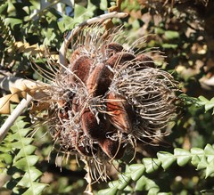 Banksia speciosa