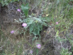 Psephellus daghestanicus