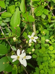 Clematis terniflora mandshurica