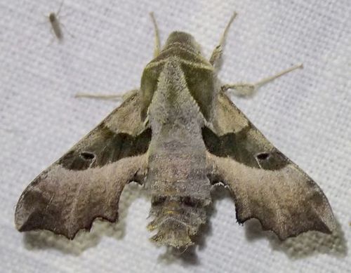 Proserpinus proserpina