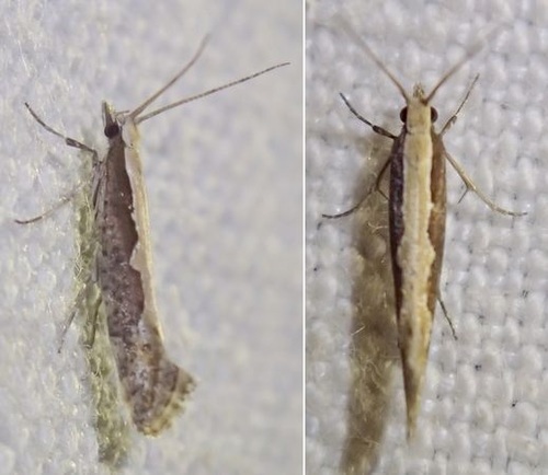 Plutella xylostella