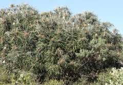 Banksia speciosa