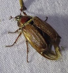 Melolontha hippocastani