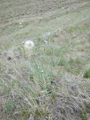 Tragopogon graminifolius