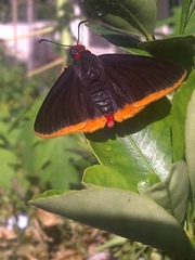 Pyrrhopyge amyclas