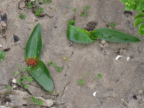 Image of Daubenya zeyheri by (c) Jeremy Gilmore, some rights reserved (CC BY)