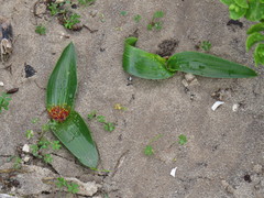 Daubenya zeyheri