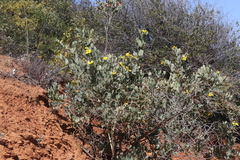 Dendromecon harfordii