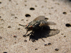 Sarcophagidae