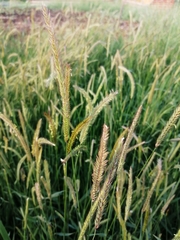 Hordeum brevisubulatum