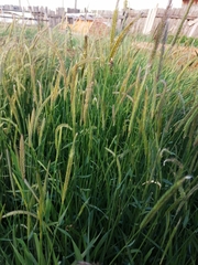 Hordeum brevisubulatum