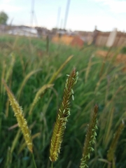 Hordeum brevisubulatum