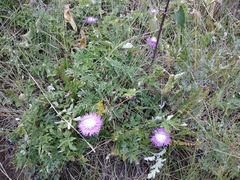 Psephellus daghestanicus