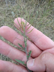 Sisymbrium lipskyi