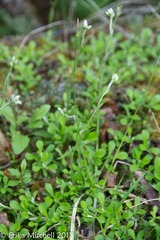 Antennaria neglecta